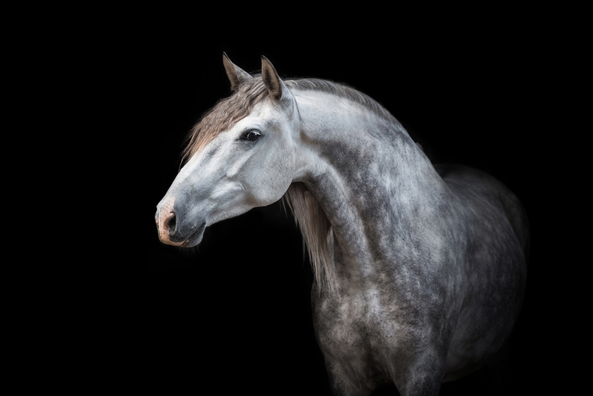 koń-andaluzyjski (1)